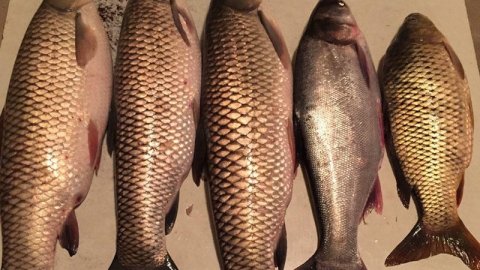 Bazarda qiymətlər bahalaşdı - Bu balığın kiloqramı 30 manata satılır