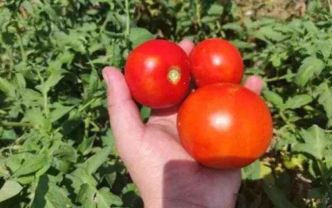 Azərbaycanda bu, ilk dəfə yaradılacaq