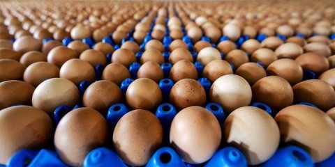 AQTA-dan 1 qəpiklik yumurta açıqlaması
